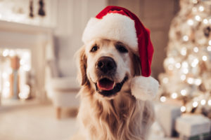 Gifts to Give Your Dog, here are best gift guide for dogs