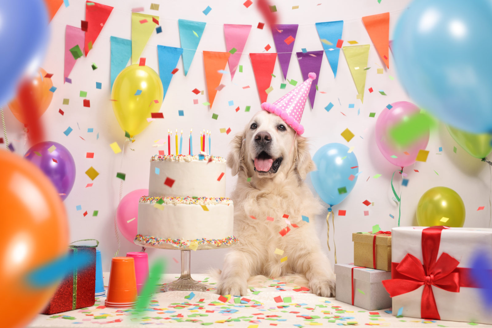 West Palm Beach dog birthday parties with VIP very important paws