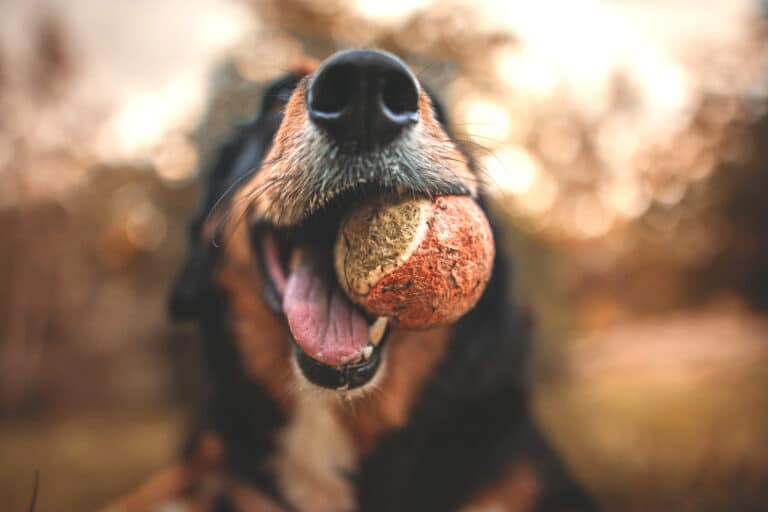 7 Easy Exercise Routines to Keep Your Dog Healthy