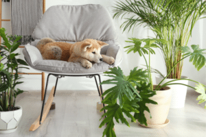 House Plants That Are Toxic to Dogs