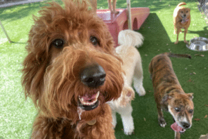 Choose a Daycare for Your Dog