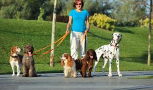 6 Creative Ways To Keep Your Dog Active