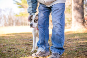 Tips and Tricks to Help Shy Dogs