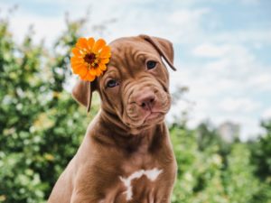 Springtime Hazards All Pet Parents Should Be Aware Of