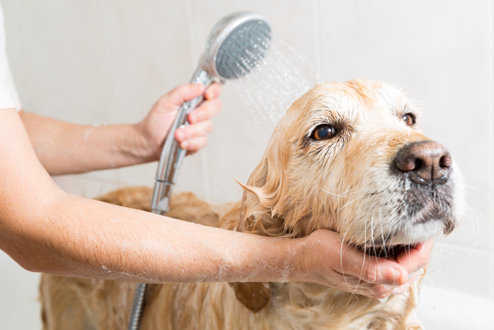 West Palm Beach dog grooming services