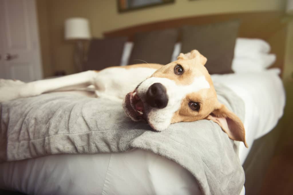 The Best West Palm Beach Dog Hotel