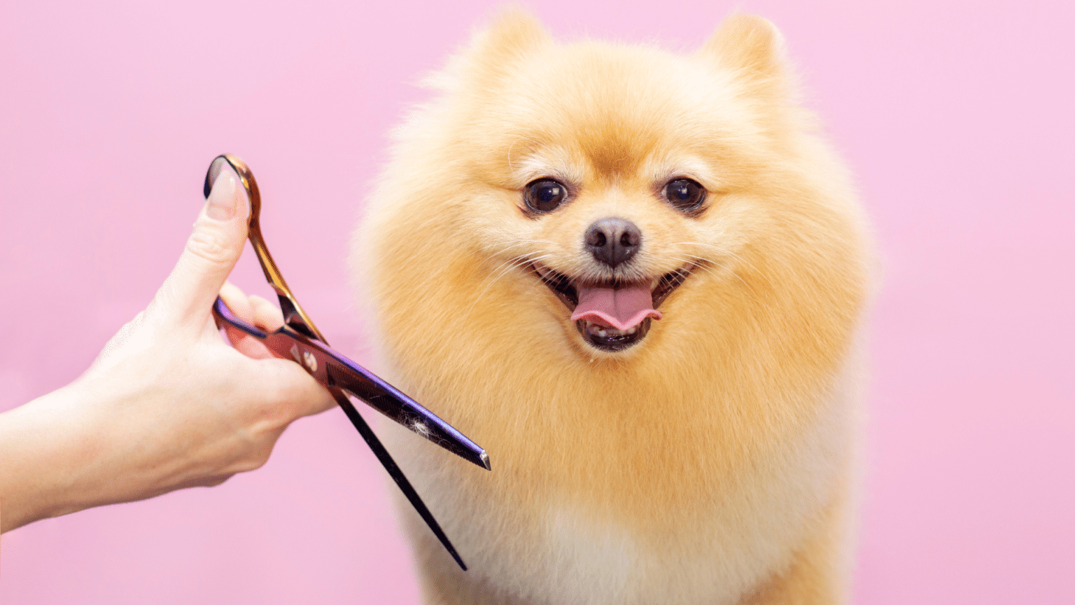 Top 10 Benefits Of Dog Grooming Very Important Paws