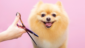 Benefits Of Dog Grooming