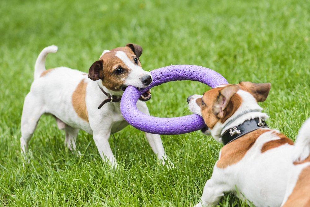 doggie birthday parties WPB, Benefits of Dog Boarding