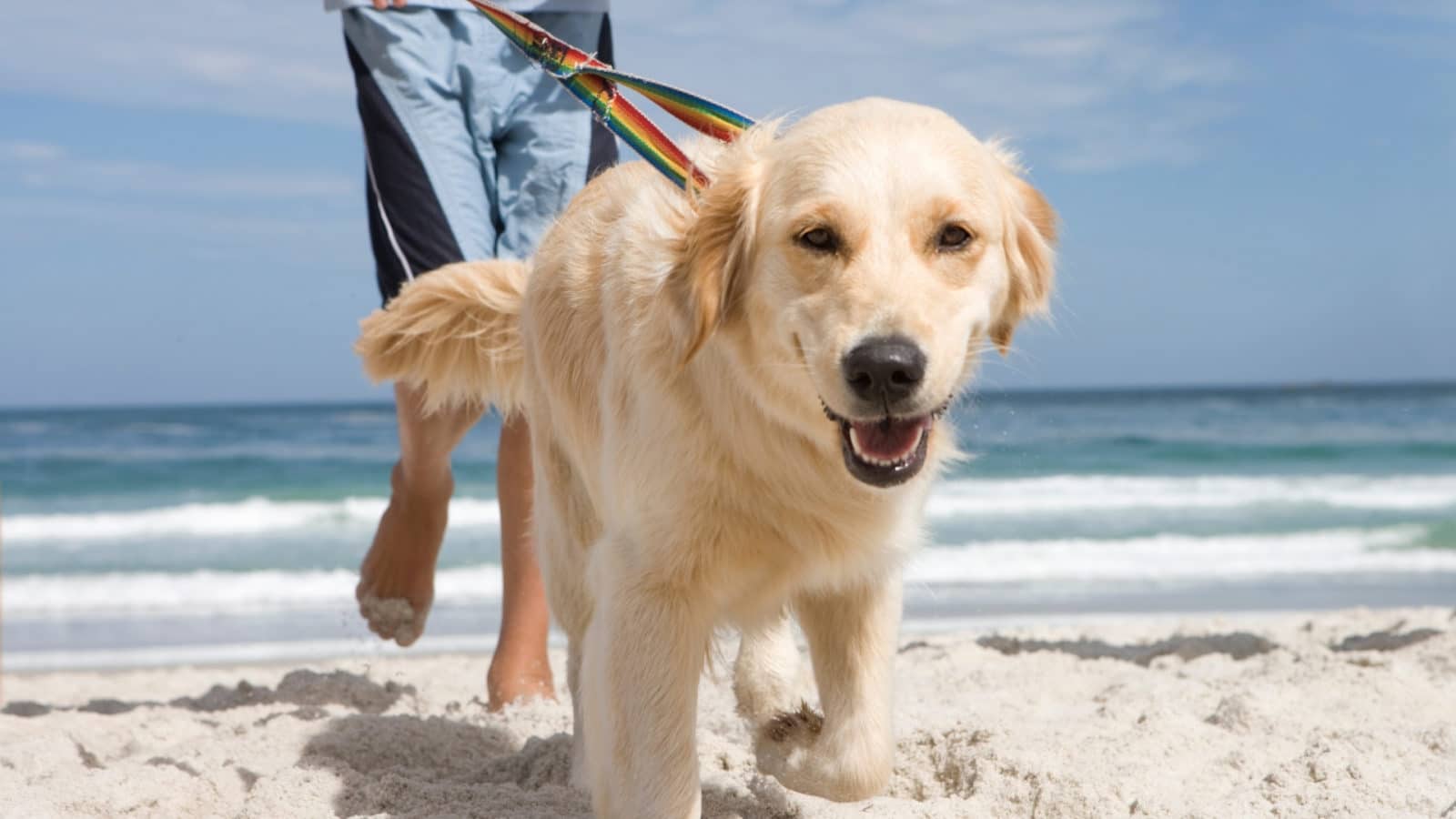 Summer Dog Walking Tips