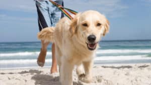 Summer Dog Walking Tips