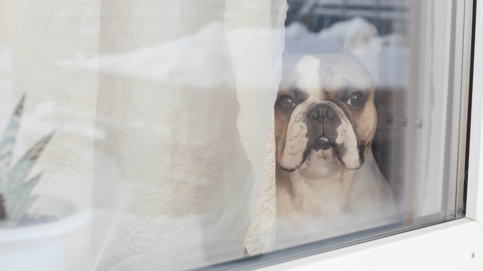 Dog Adjust to “Back to School” Month