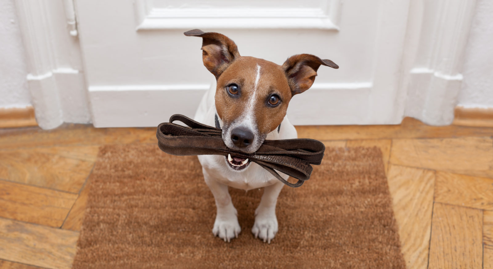 West Palm Beach Doggie Daycare, Developing Good Behavior in Your Puppy