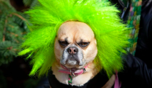 Punk Dog Costume