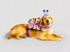 Butterfly Dog Costume