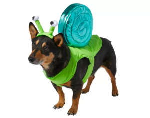 Dog in snail costume