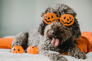 Dogs Really Think About Halloween