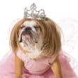 Dog with princess costume