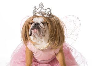 Dog with princess costume
