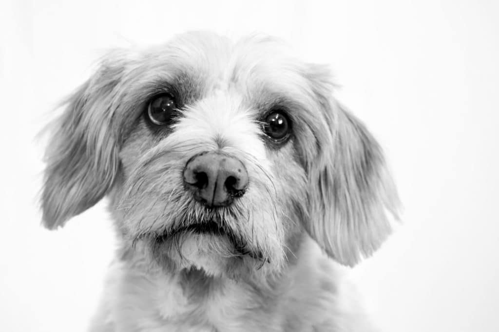 VIP Dog Hotel West Palm Beach Luxury Boarding for Your Pup