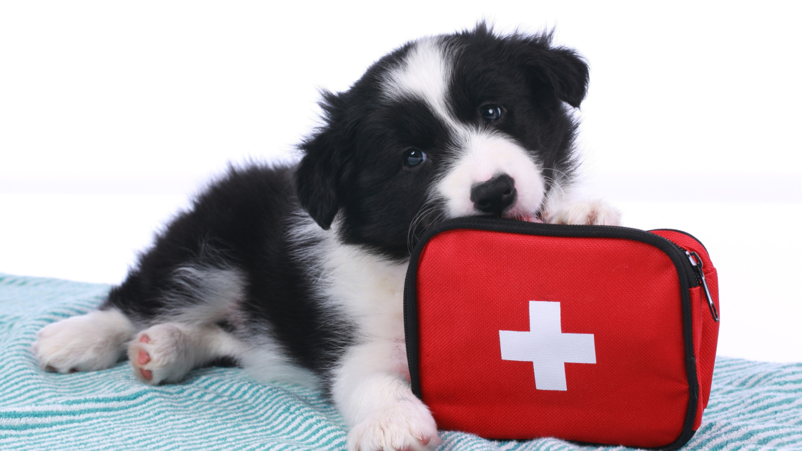 10 Essentials in Your Pet First Aid Kit - Very Important Paws