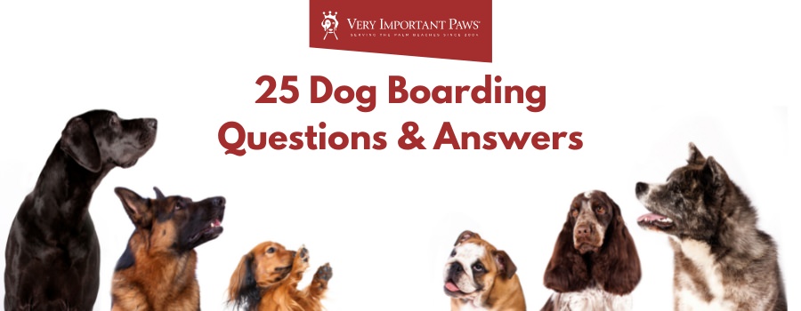 25 Dog Boarding Questions & Answers by VIP
