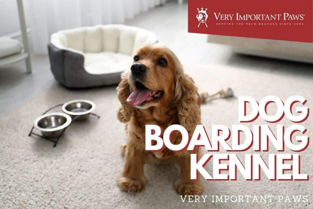 Top 25 Dog Boarding Questions and Answers From A Pet Hotel