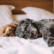 Frequently Asked Questions About Dog Hotels