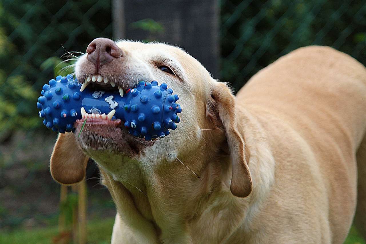 Dog with toys in hotels