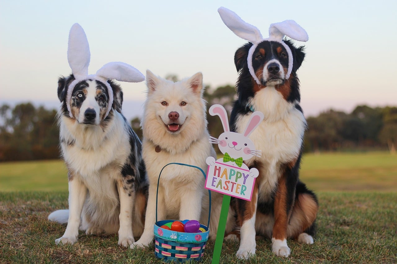 How are dogs separated and grouped together at the dog hotel