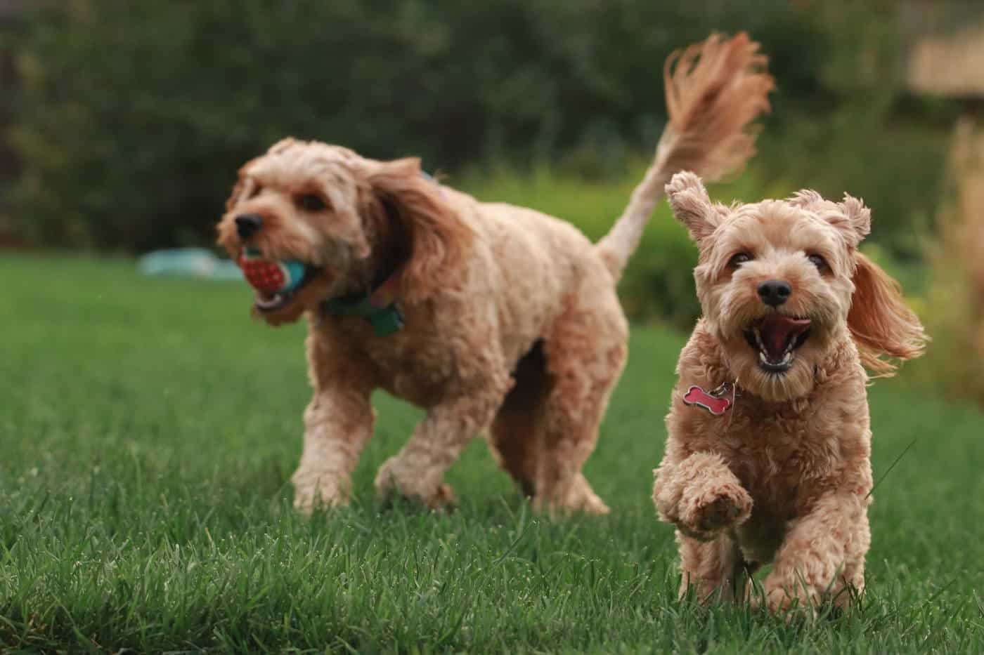 Playtime and Exercise in Pet Hotel