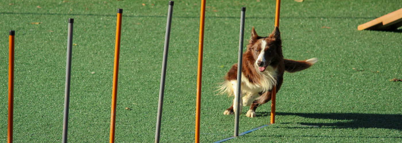 Service Dog Training