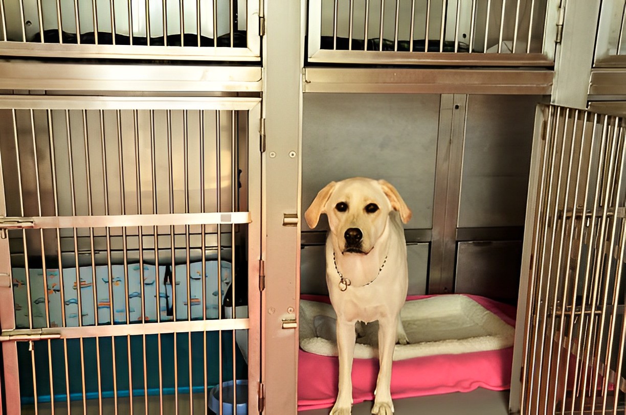 Voorkomen samenwerken wortel Difference Between a Dog Hotel and a Traditional Boarding Kennel