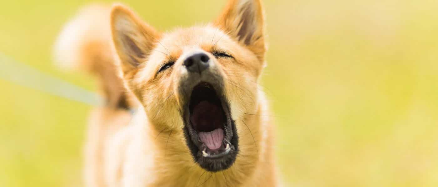 What causes a puppy to bark all the time - Dog Training