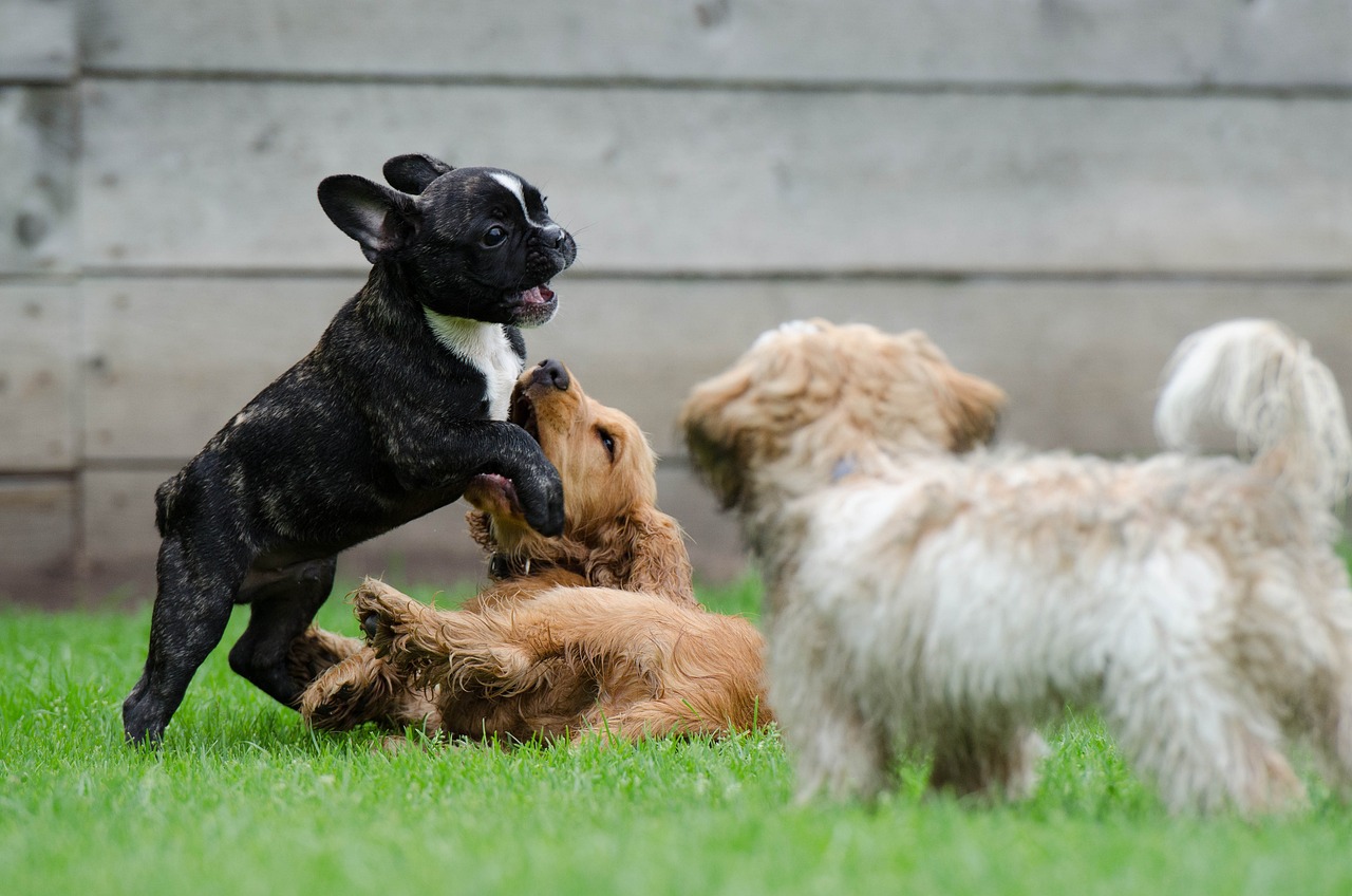 Interact with other dogs at the dog hotels