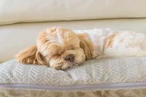 The Benefits of Pet Hotels for Both Pets and Their Owners