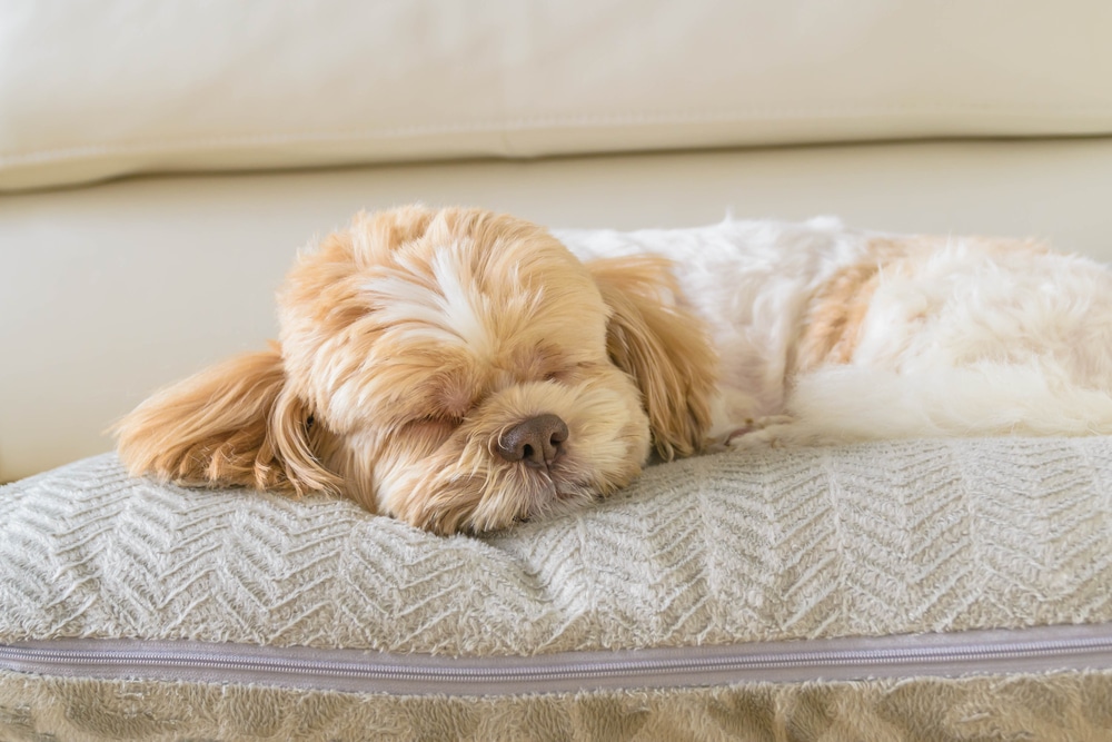 The Benefits of Pet Hotels for Both Pets and Their Owners