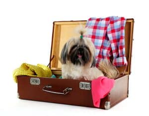 How to Prepare Your Pet for Their Stay at a Pet Hotel