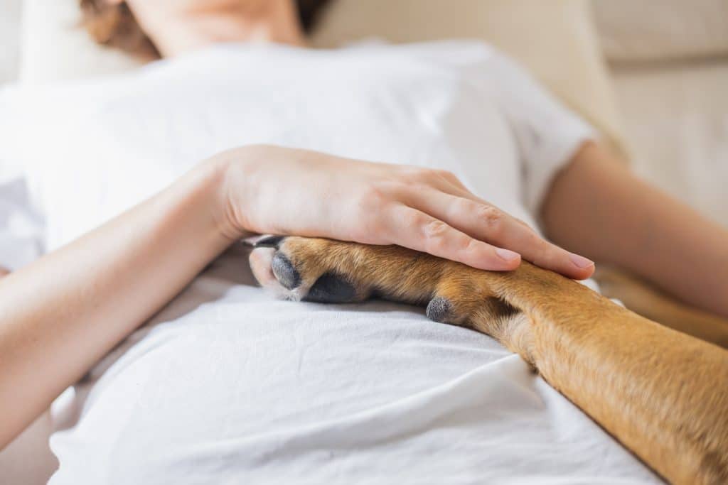 Qualities of a Good Therapy Dog