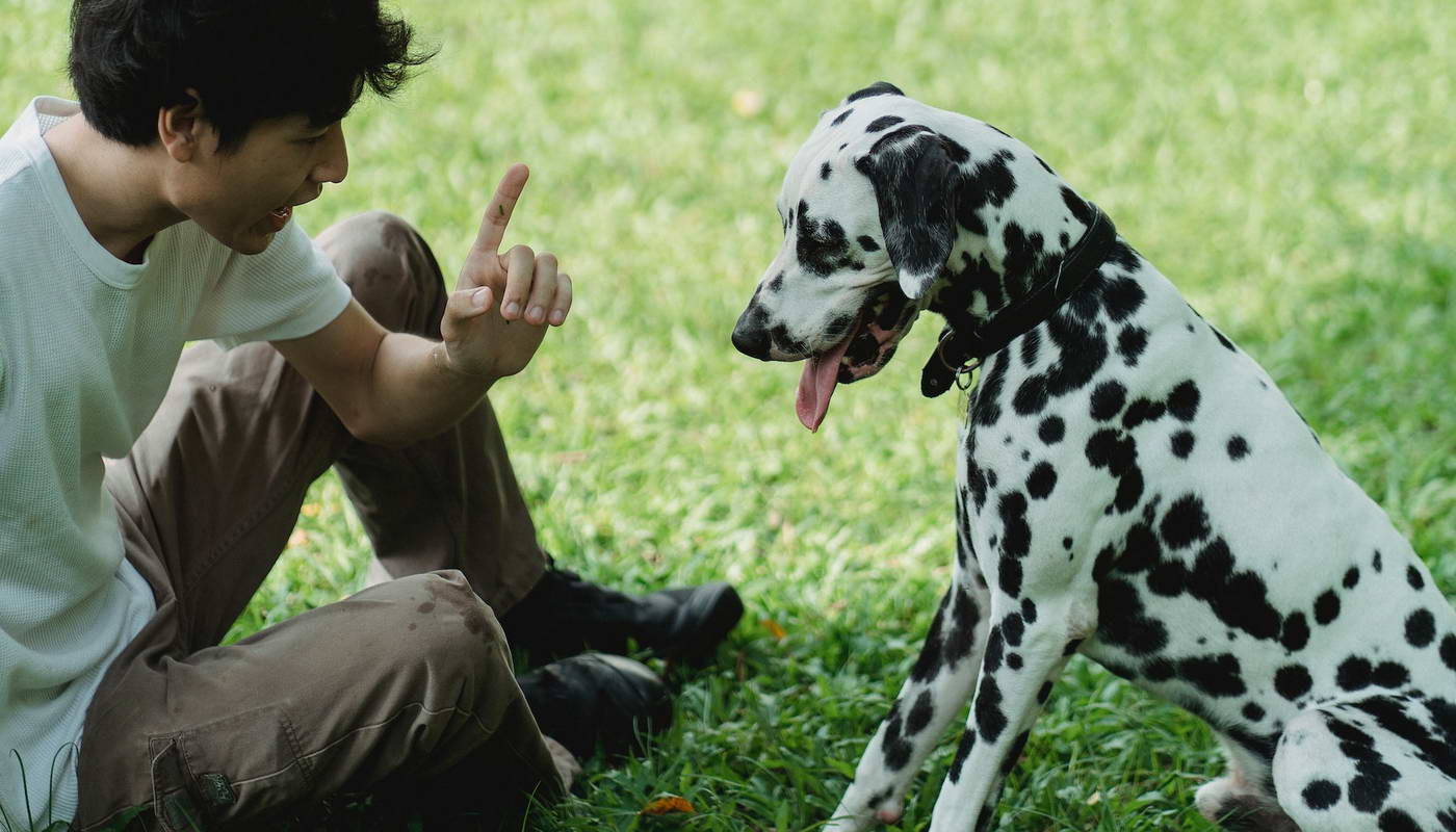 Advanced Dog Clicker Training Techniques