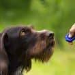 Clicker Training For Dogs