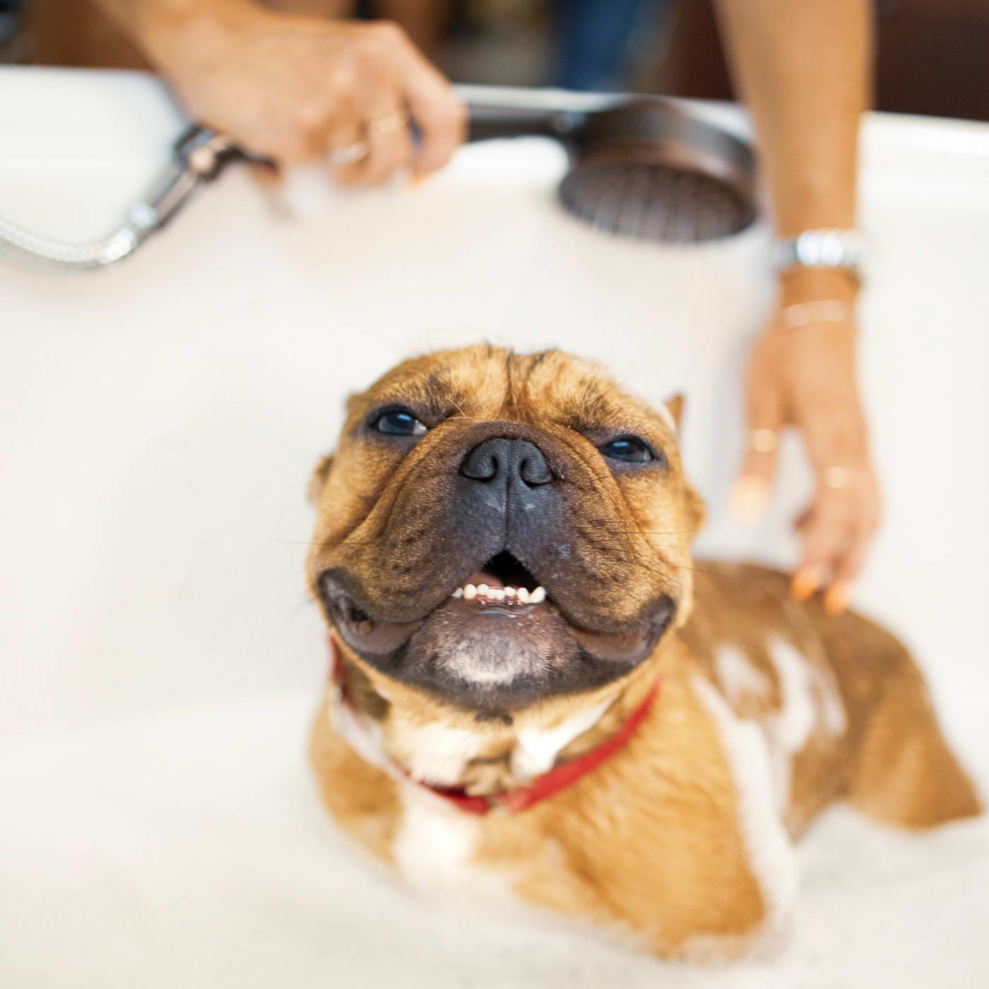 Spa And Grooming Services - Dog Hotel West Palm Beach