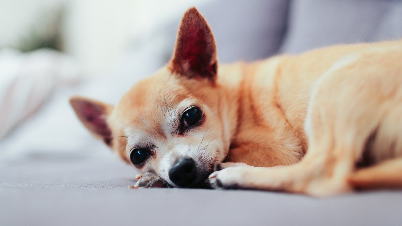 Key Considerations for Choosing a Dog Hotel