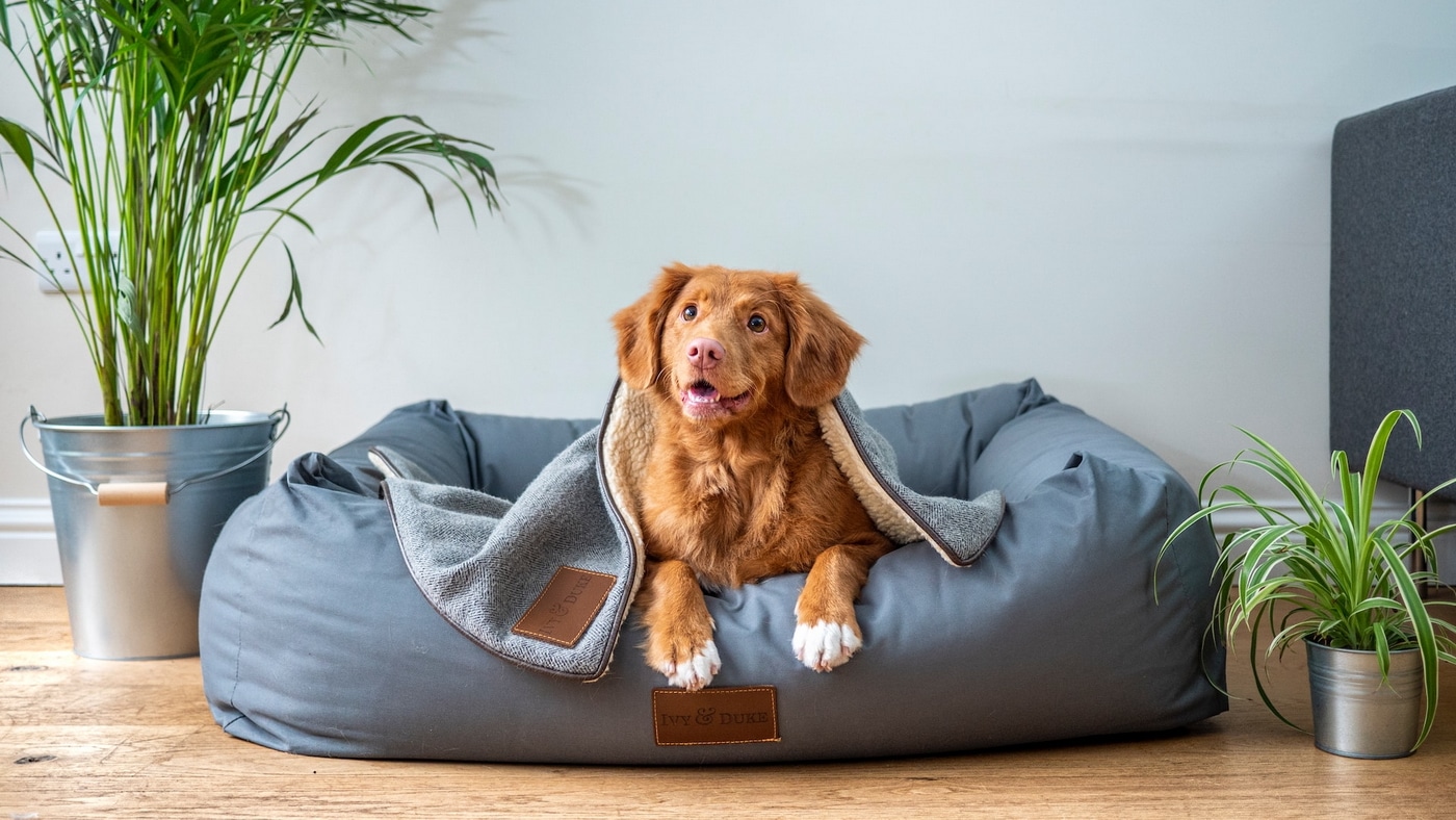 Pet-Friendly Services and Amenities in Dog Hotel