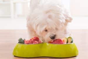 Healthy Dog Food Toppers for Picky Eaters