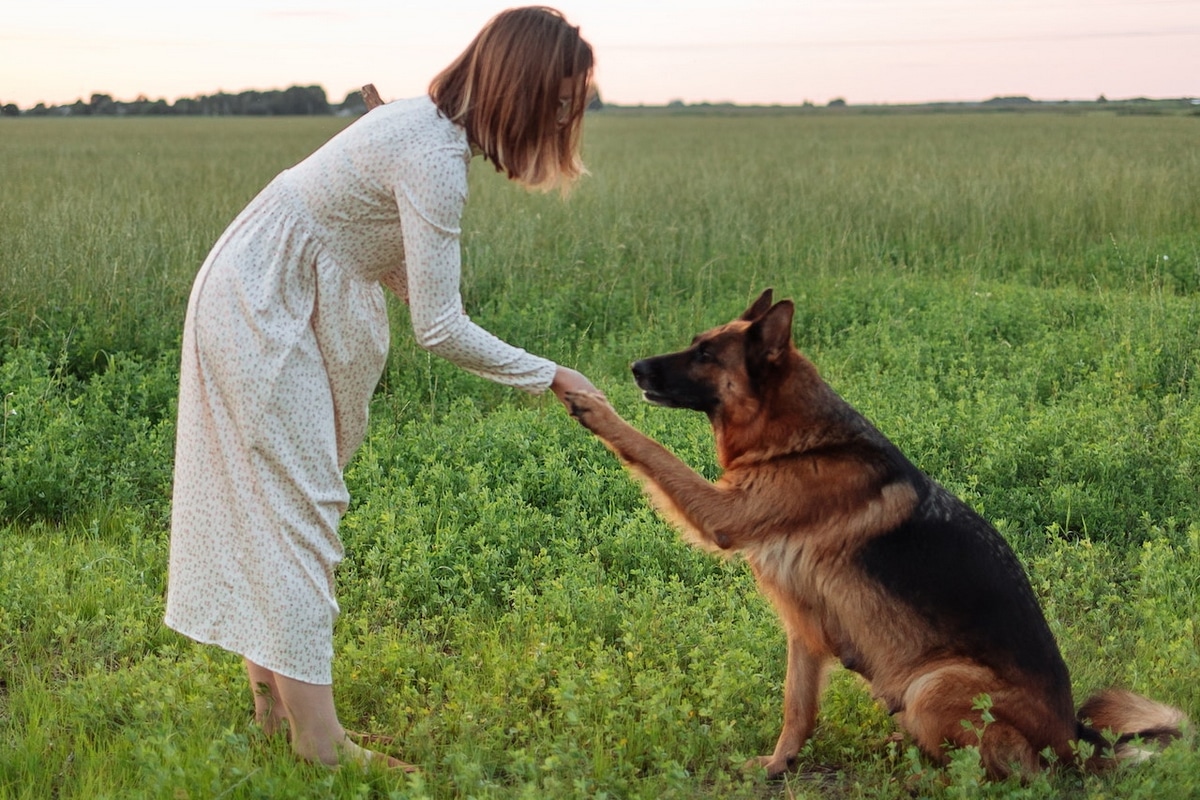 Dog Potty Training