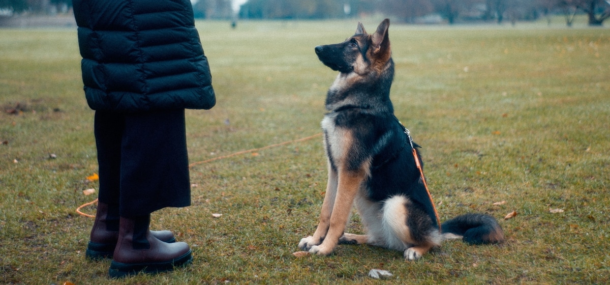 Establishing a Routine - Puppy Training