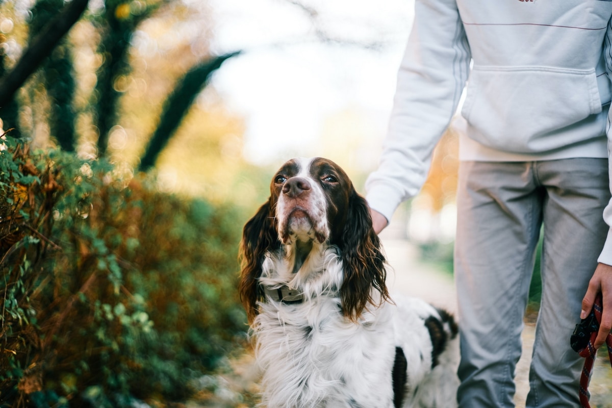 Positive Reinforcement - Puppy Training