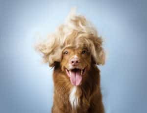 Different Things You Can Do with Your Dog’s Hair