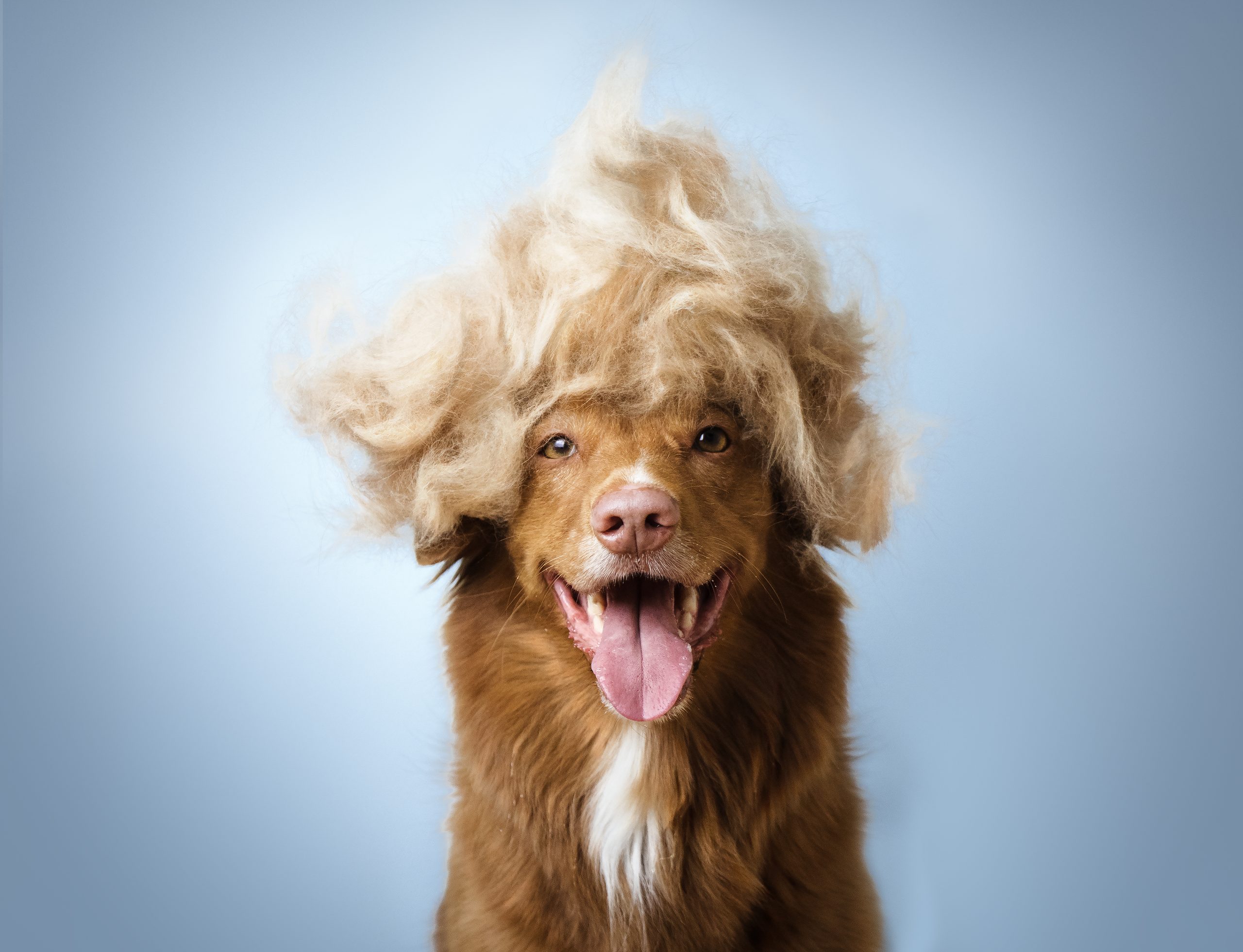 Different Things You Can Do with Your Dog's Hair - Very Important Paws